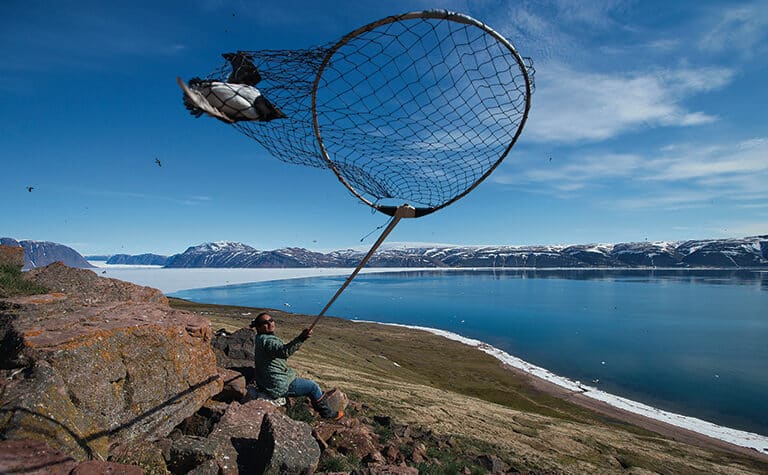 auk harvest