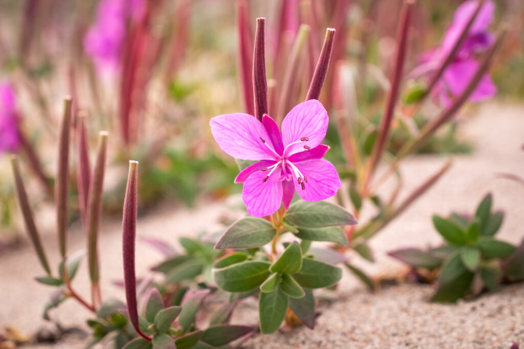Greenland national flower Niviarsiaq - flora - Guide to Greenland