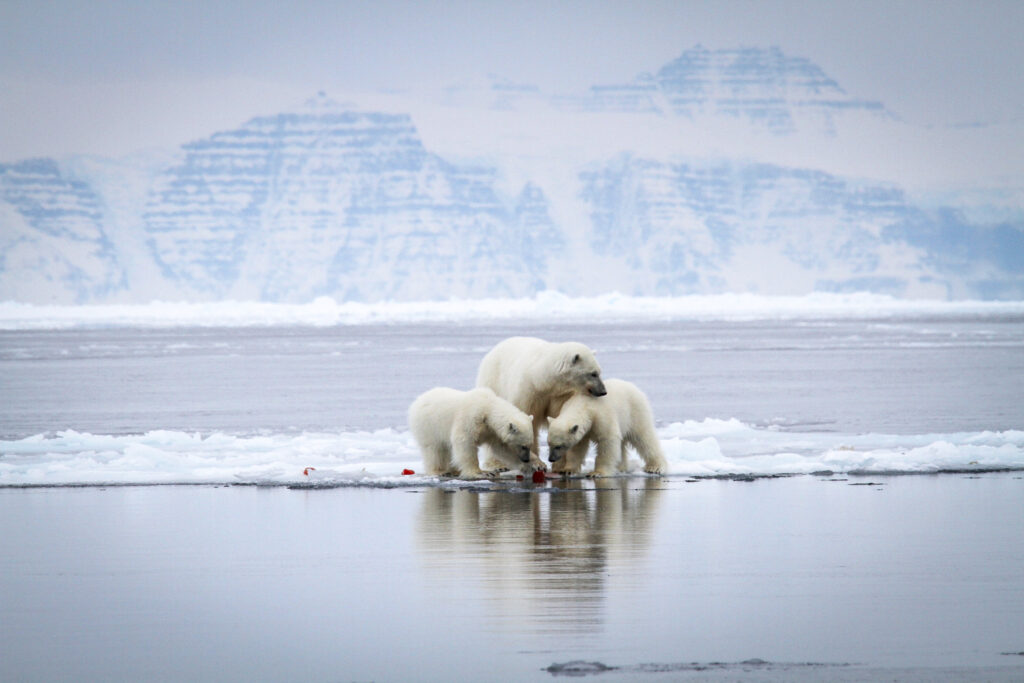 Martin Munck - Visit Greenland. Polar bear mother with 2 curious cubs in North-east Greenland