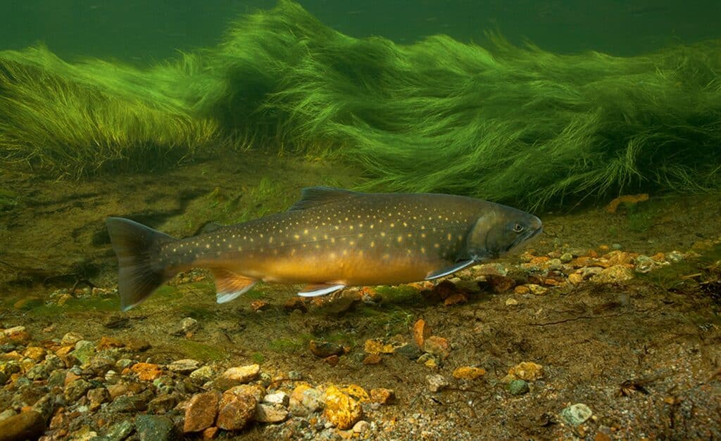 Arctic char fish