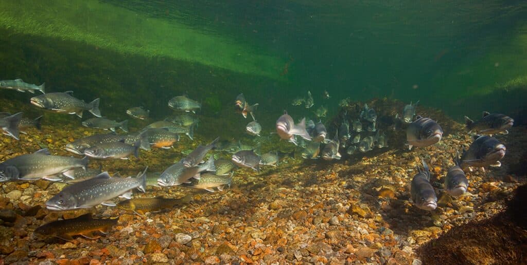 Arctic char fish swimming in the water in Greenland
