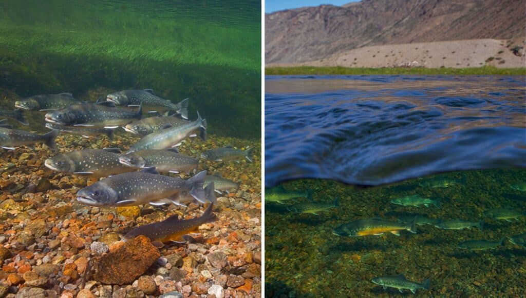 Arctic char in Greenland