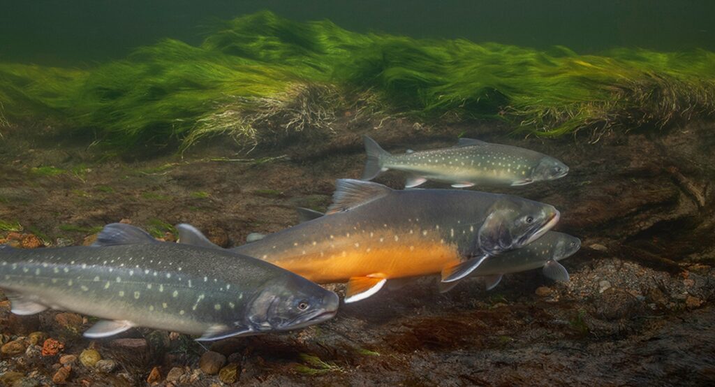 A small flock of arctic char fish