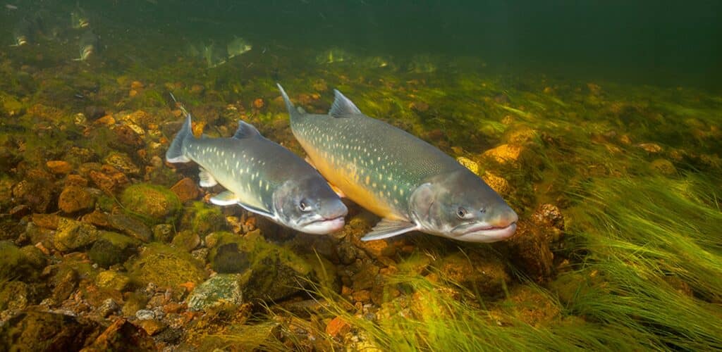 Two arctic char fish