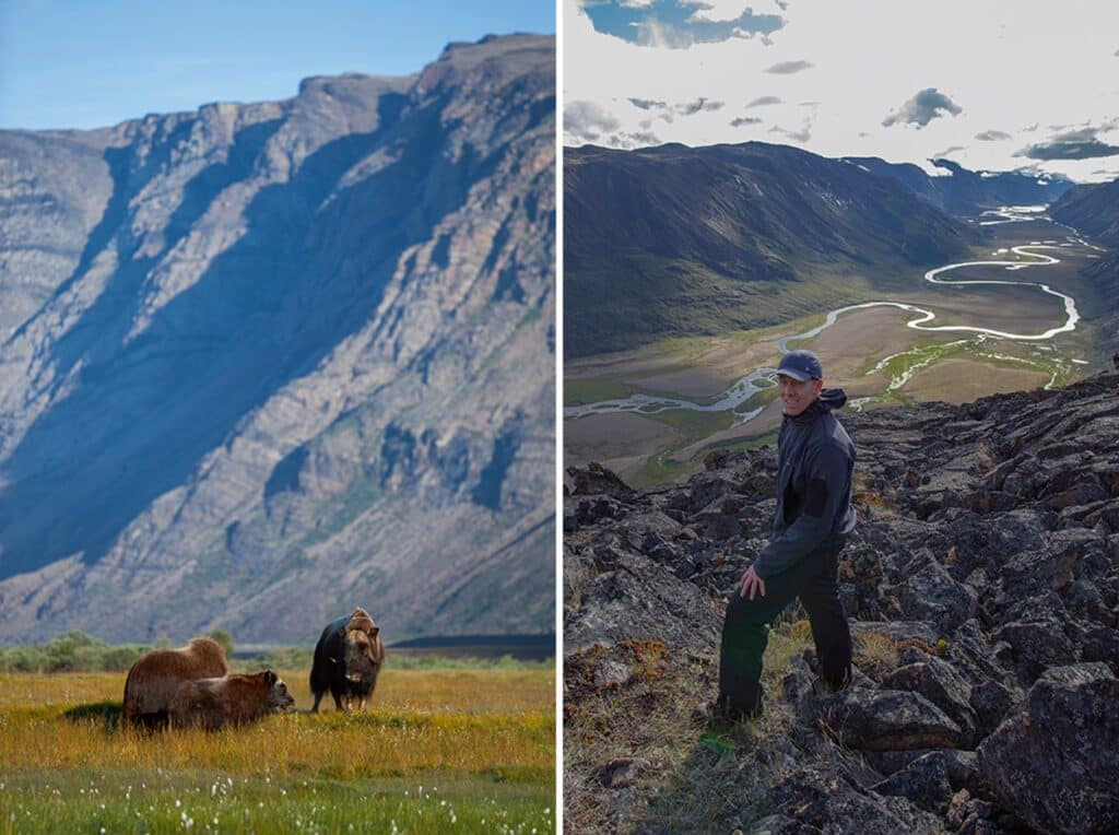 Mush ox in Kangerlussuaq and man overlooking a liver running between two mountain sides