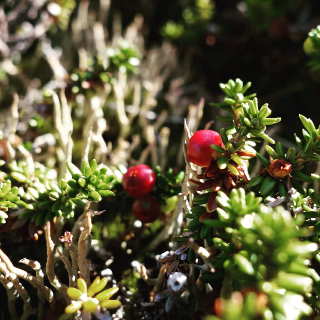 Red berries