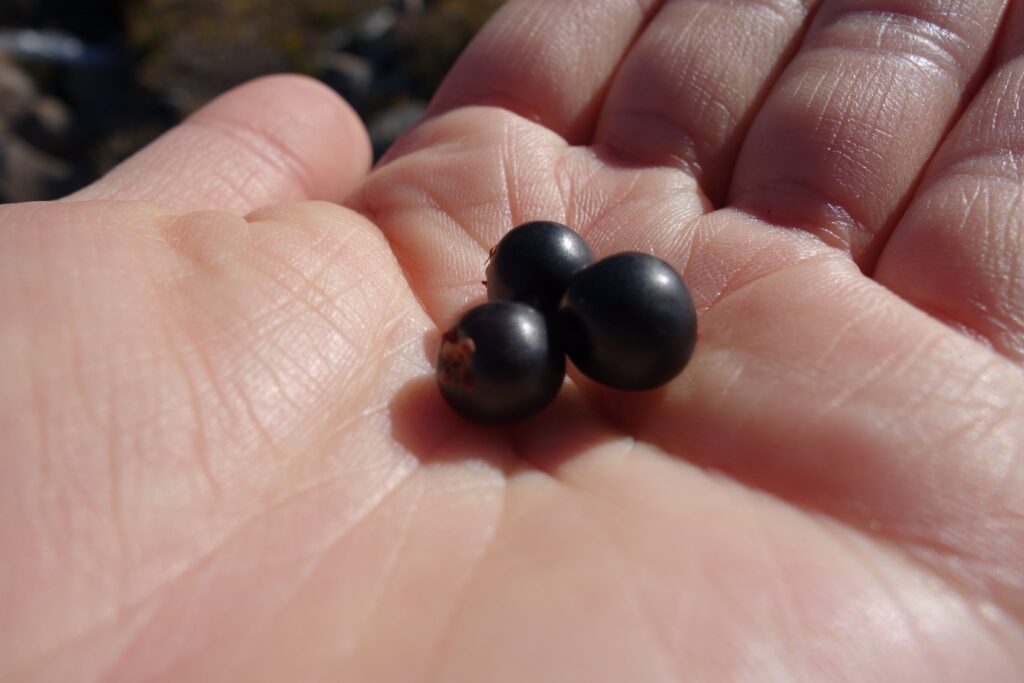 Three berries in a hand