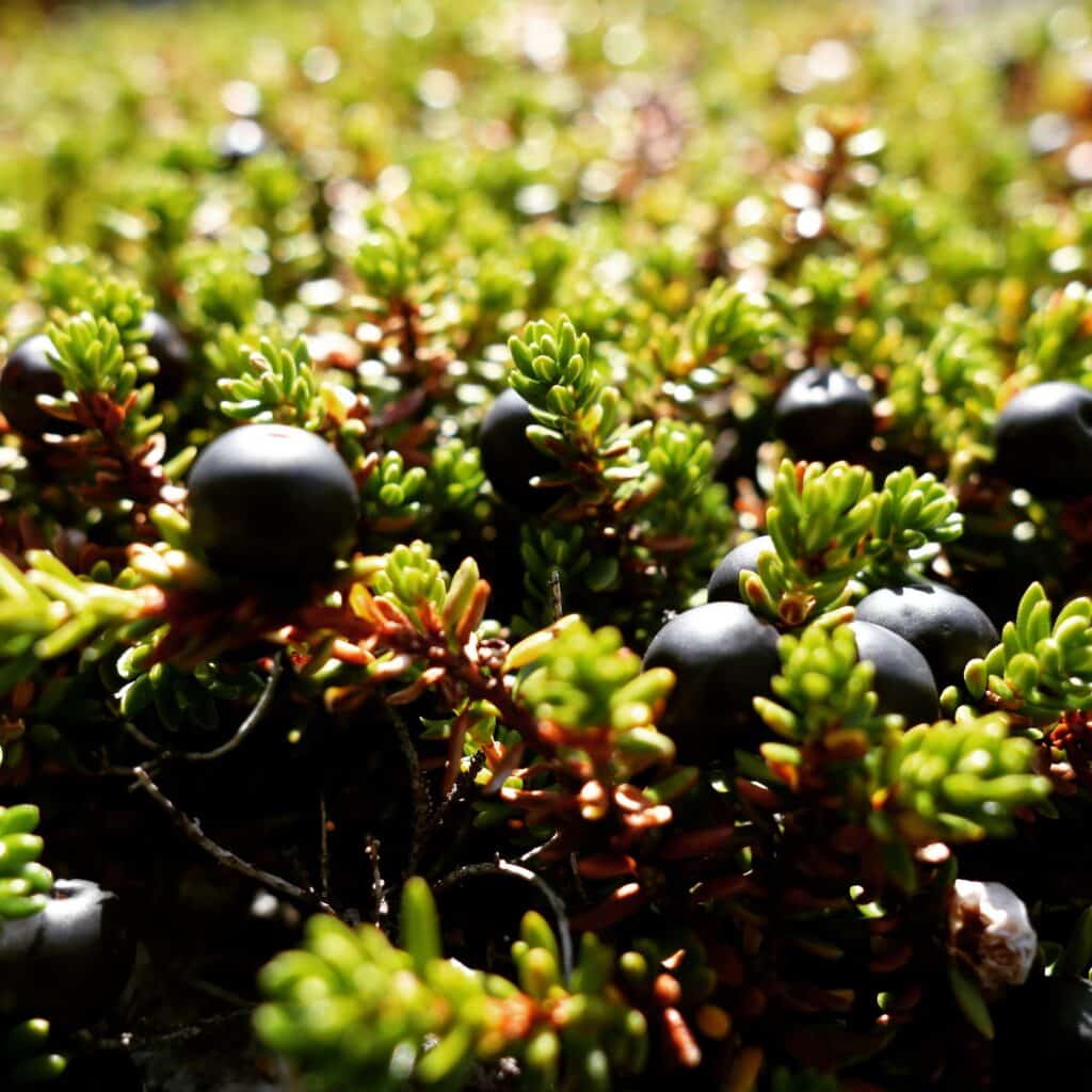 Wild berries