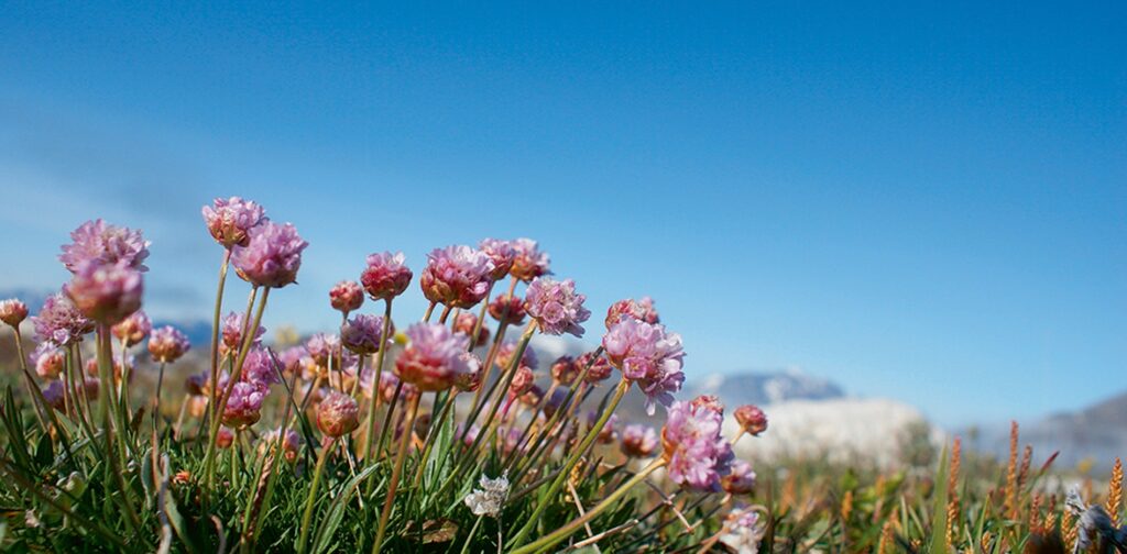 Blooming flowers in the south of Greenland