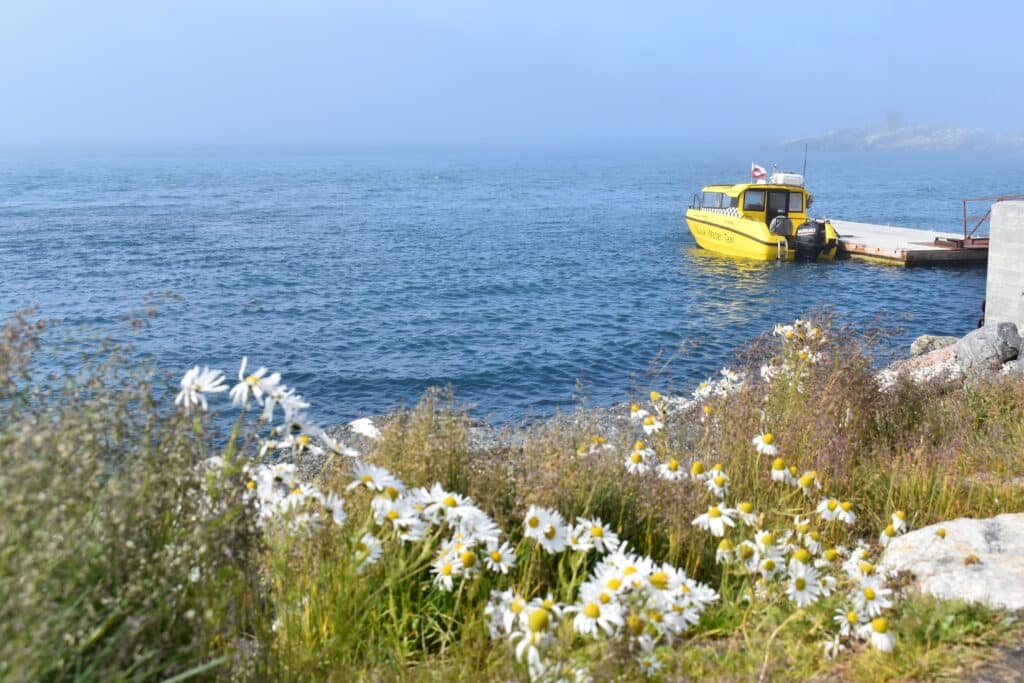 Flowers blooming and a boat in the background