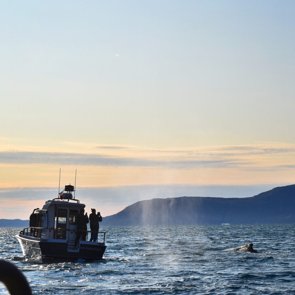 Whalespotting
