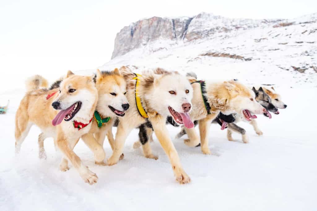 Close-up of a pack of sled dogs running in Greenland