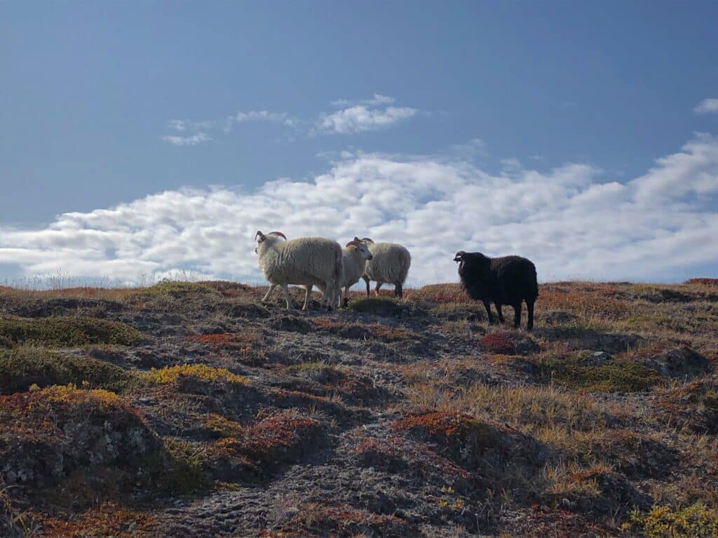 Sheep near Kapisillit