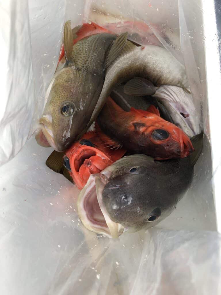 Dead fish