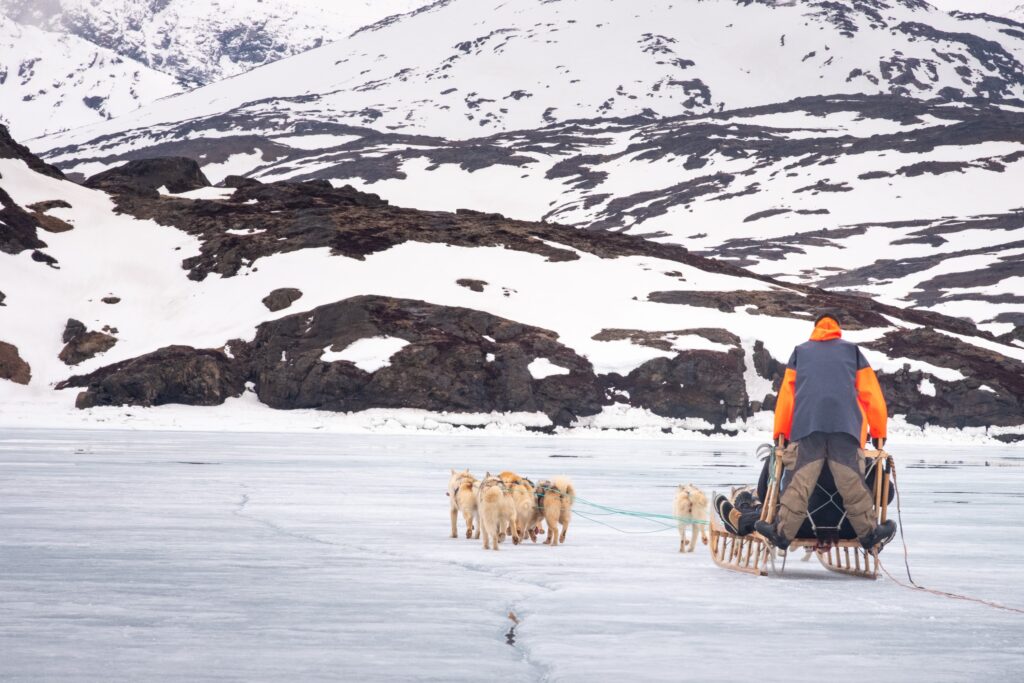 The musher can stand behind or sit in the front of the sled. Musher holding a whip