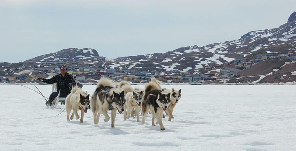 Musher and Greenlandic sled dogs on the ice