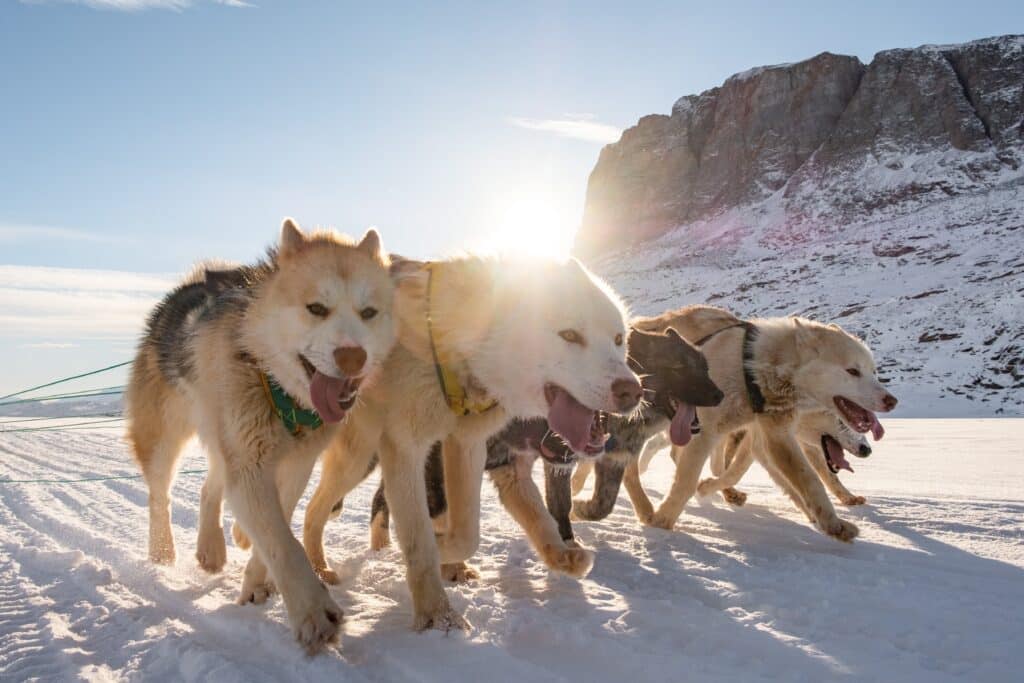 Sled dogs running on the sea ice in Uummannaq