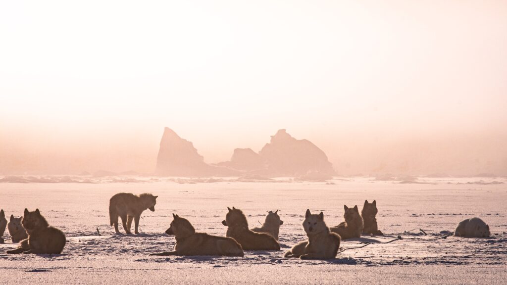 Sled dogs taking a rest on the sea ice