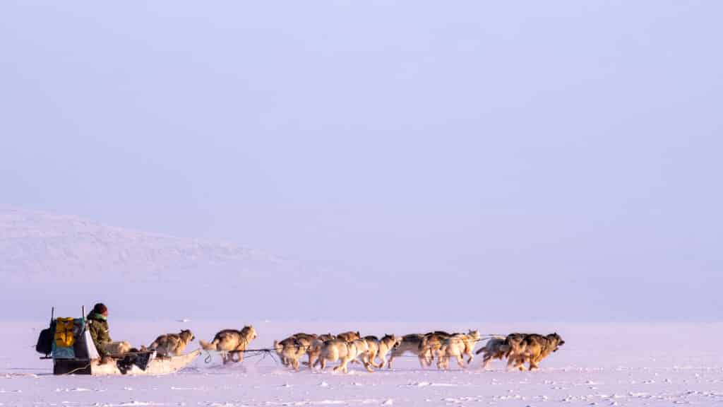 A hunter heading home to Uummannaq on his dogsled