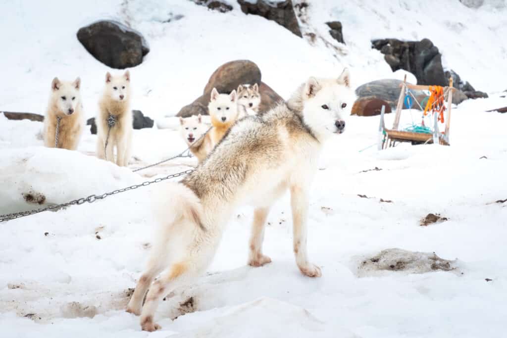 Sled dogs