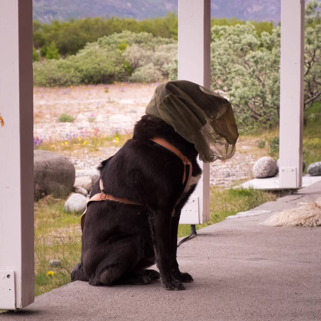 Cute dog wearing a head net in Greenland during the summer