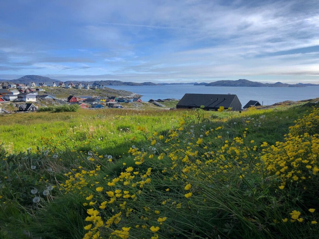 Yellow flowers in Nuuk