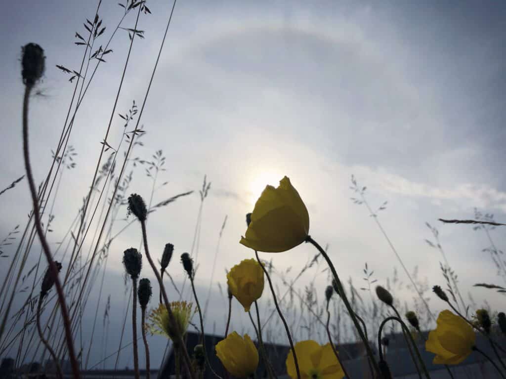 Yellow flowers in Nuuk