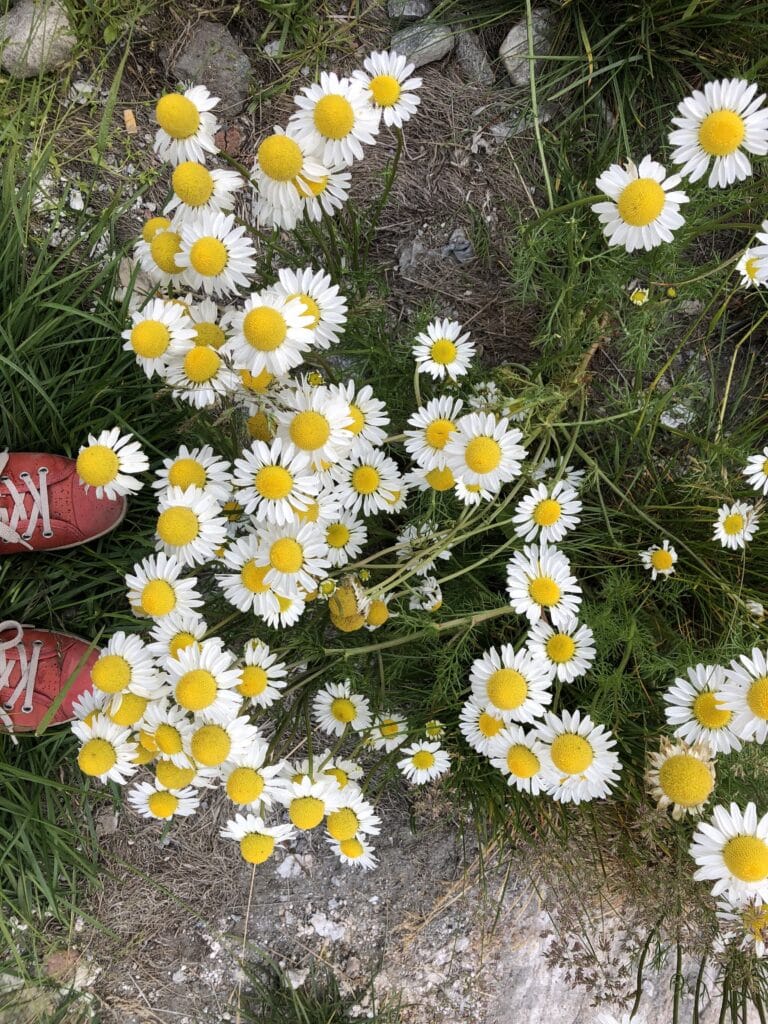 White and yellow flowers in Nuuk