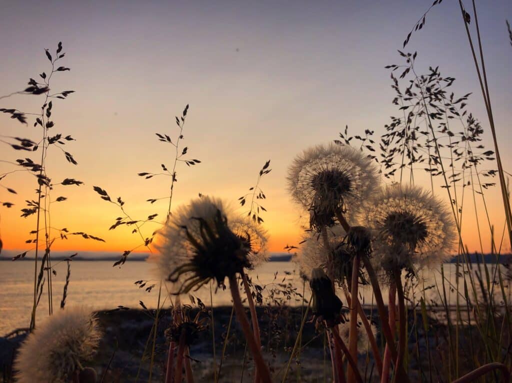 Flowers in Nuuk and the sunset