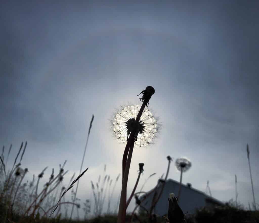 Dandelion lit up by the sun