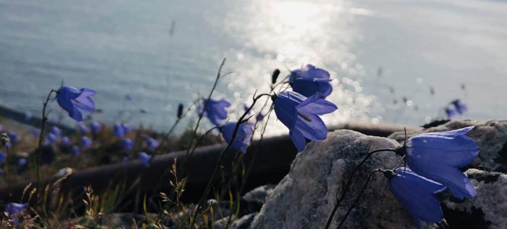 Purple flowers in Nuuk