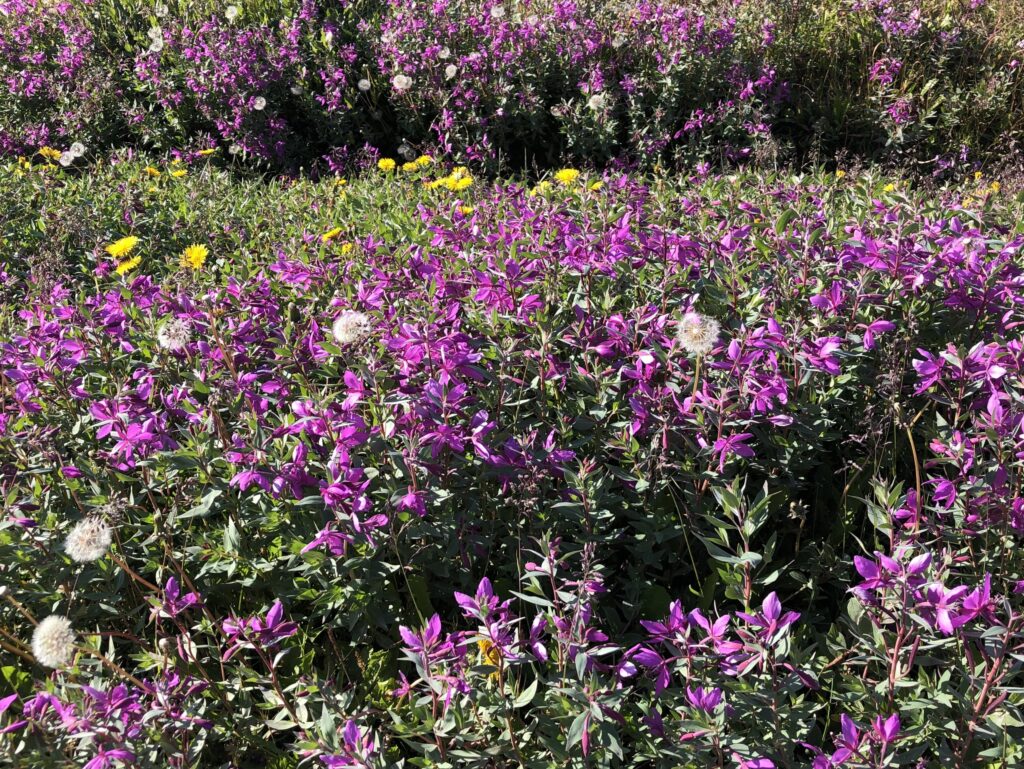 Purple flowers in Nuuk