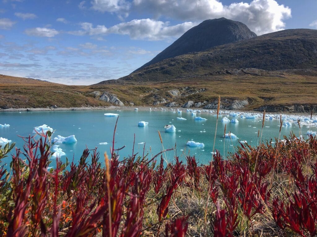 Red flowers at a shore in Nuuk