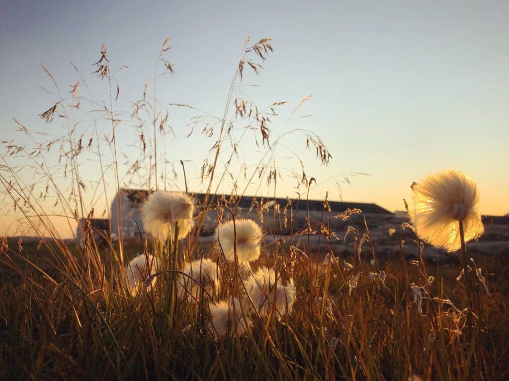 White flowers lit up by the sun