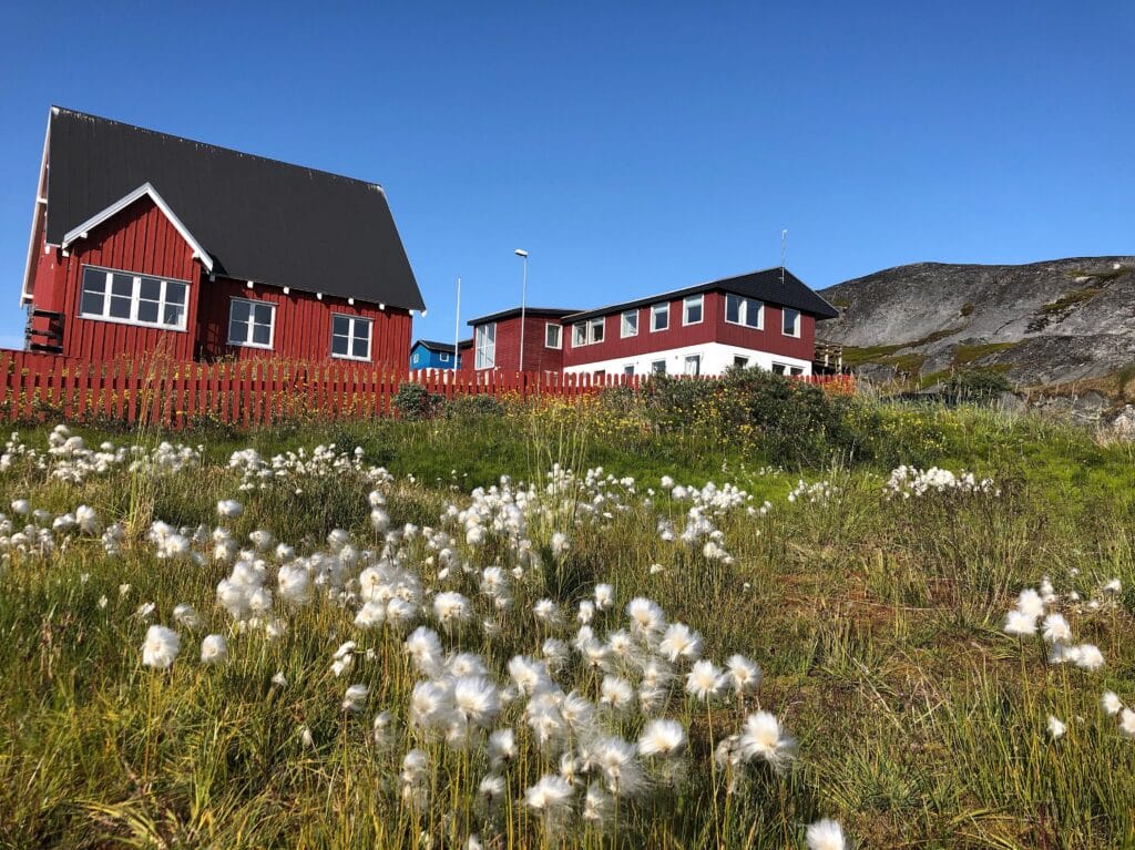 White flowers and red houses in Nuuk