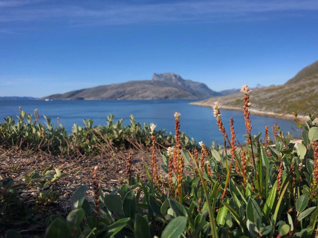 Flowers in Nuuk and Sermitsiaq Mountain in the background