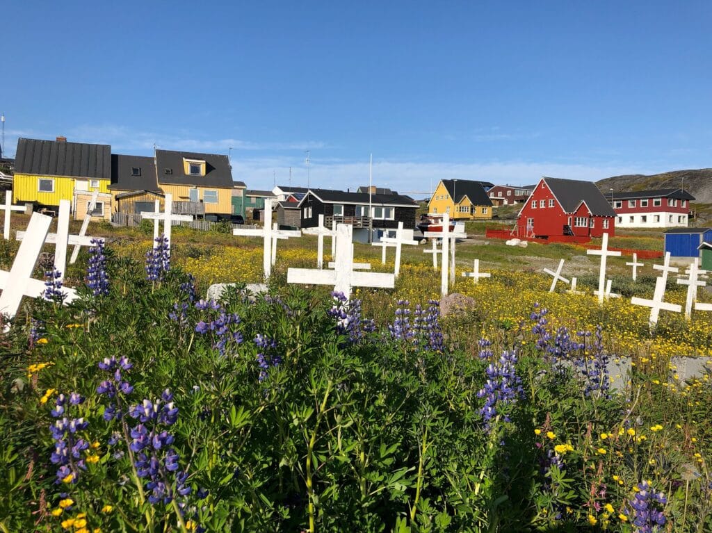 Purple flowers at a cemetery in Nuuk
