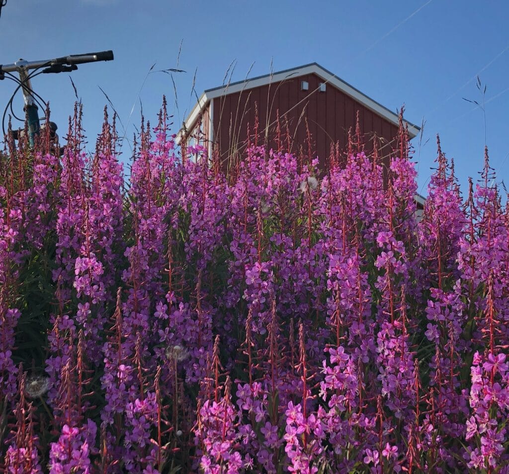 Purple flowers in Nuuk