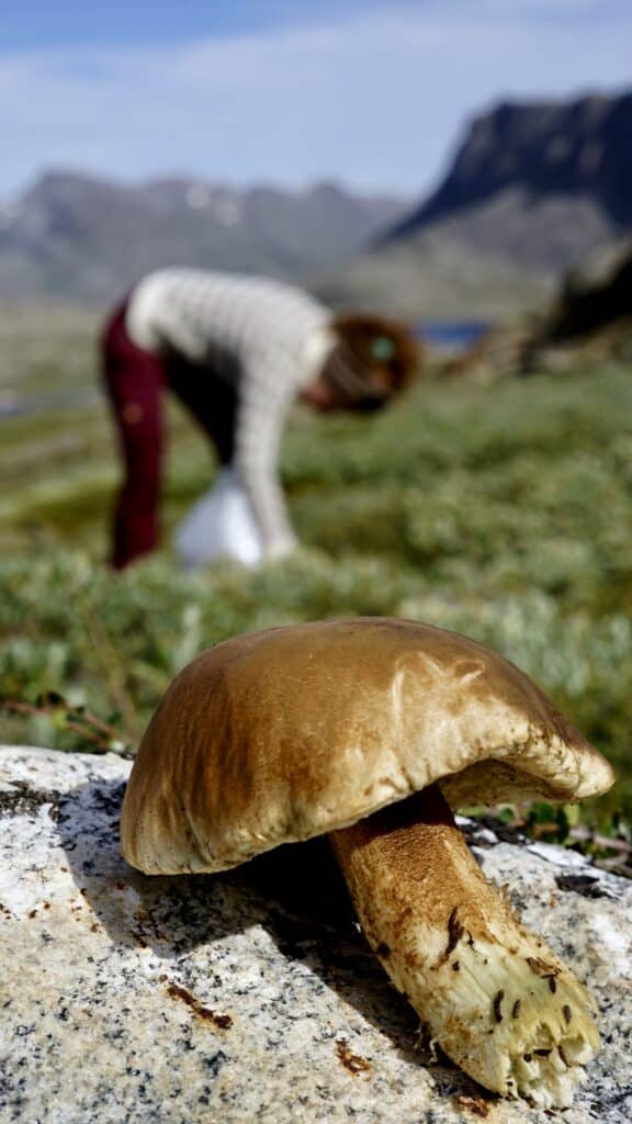Arctic Bolethe, wild mushroom in Greenland, laying on a rock