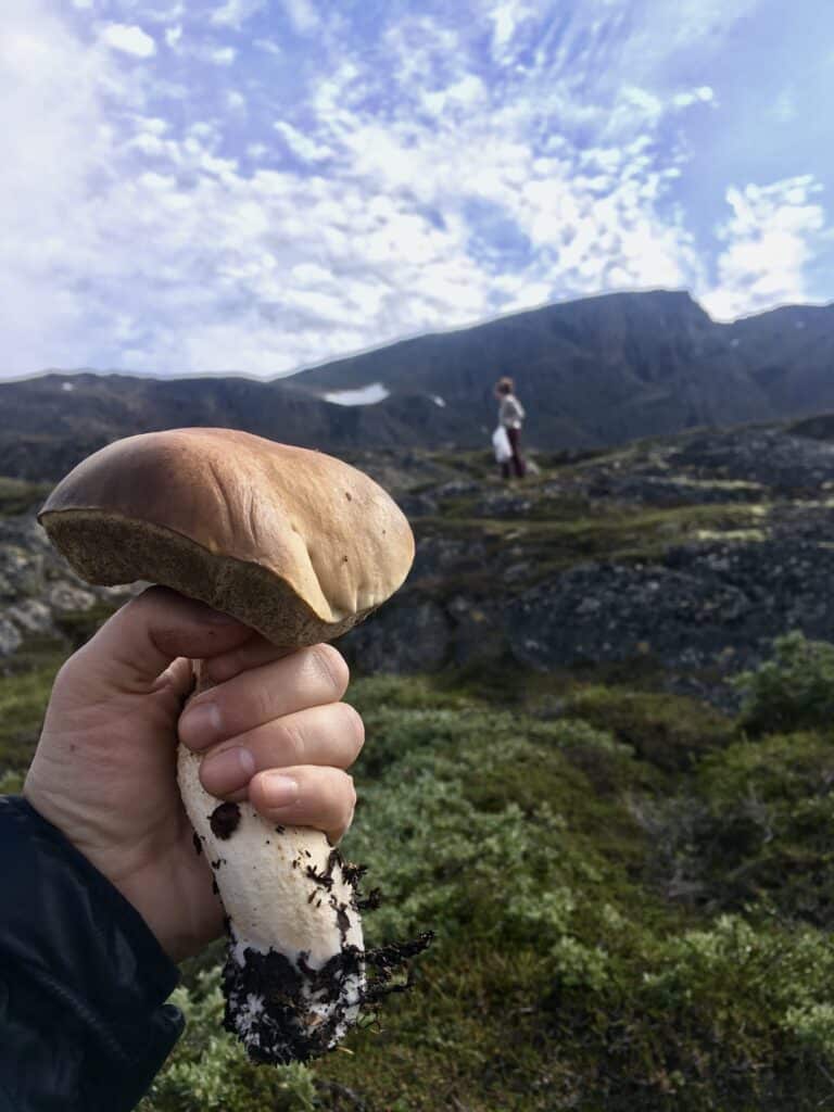 Wild mushroom Arctic Bolethe