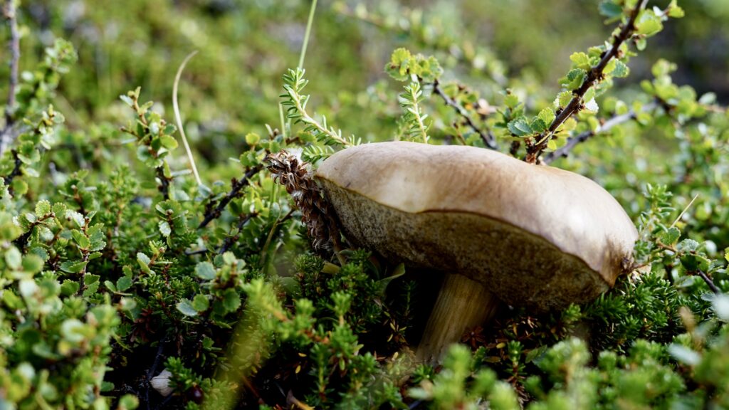 Wild mushroom in Greenland