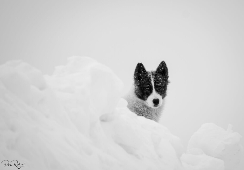 Angry looking sled dog looking hungrily at the photographer