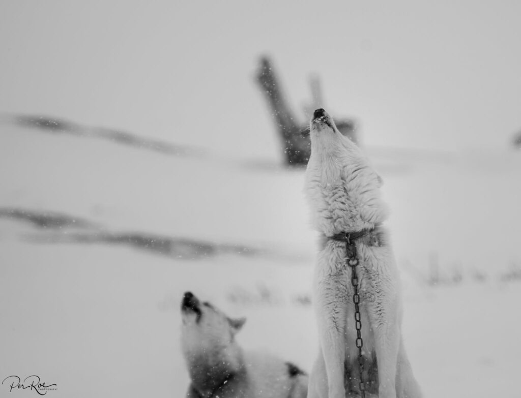 Greenlandic sled dogs howling