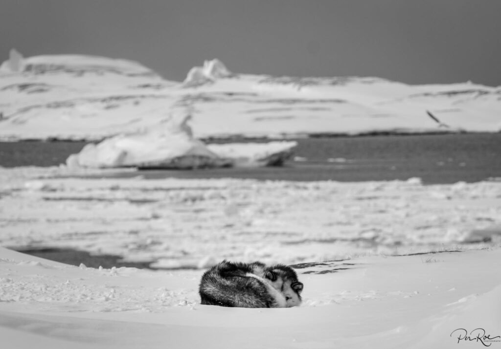 Puppy taking a rest on the sea ice