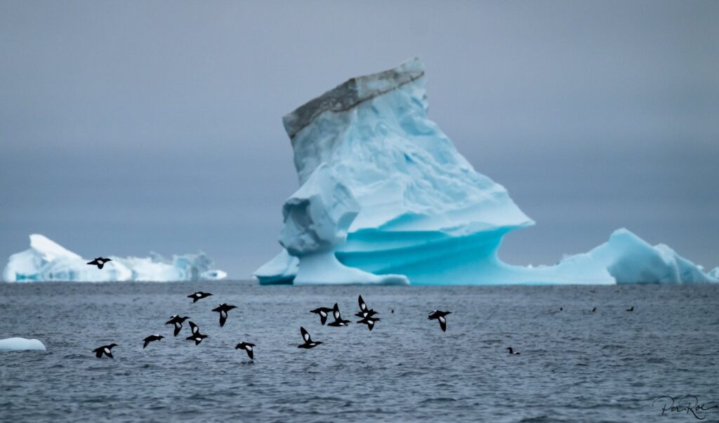 Birds flying over the water and a large iceberg in the background