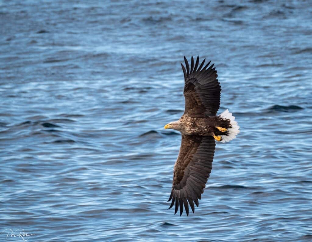 Eagle flying over the water