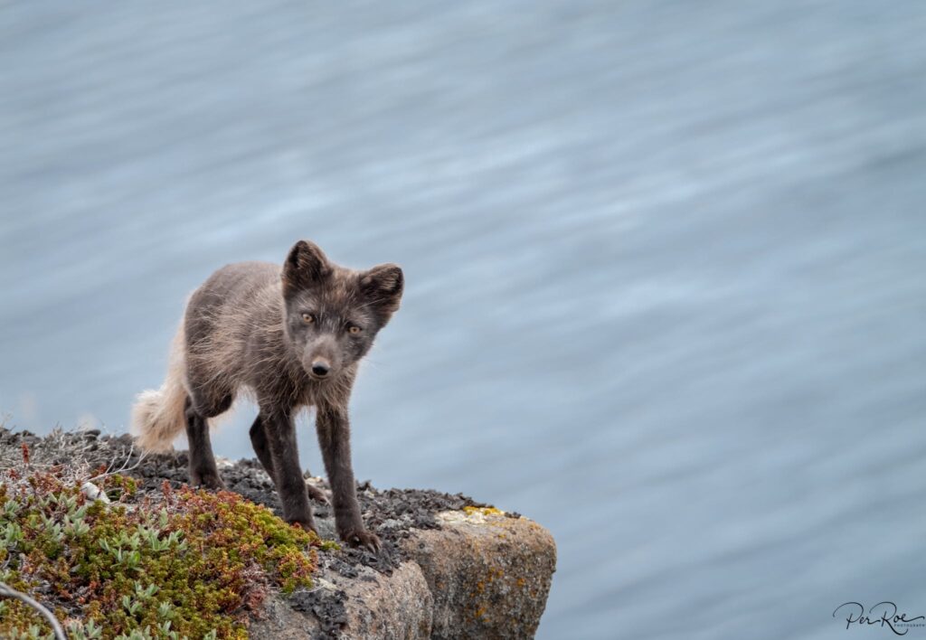 Cute puppy standing on a rock