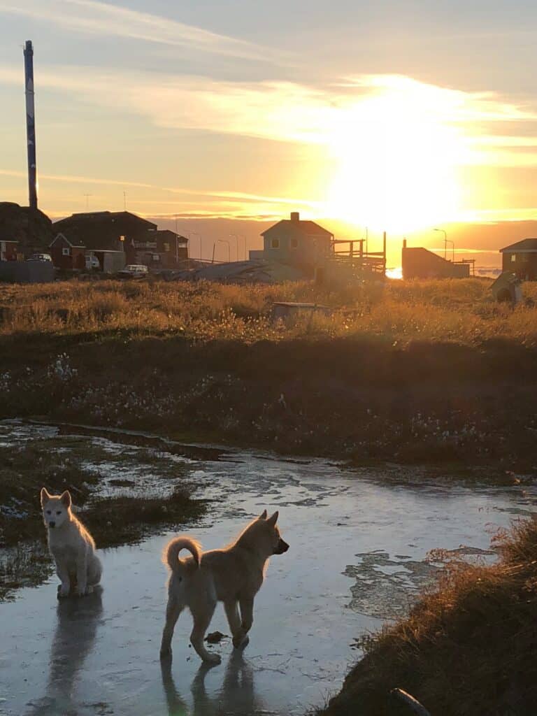 Sled dogs in the sun