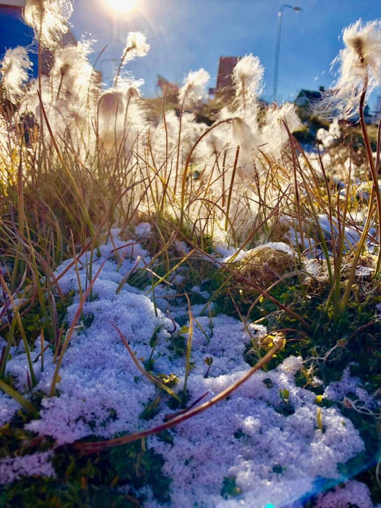 Arctic flowers in the sun