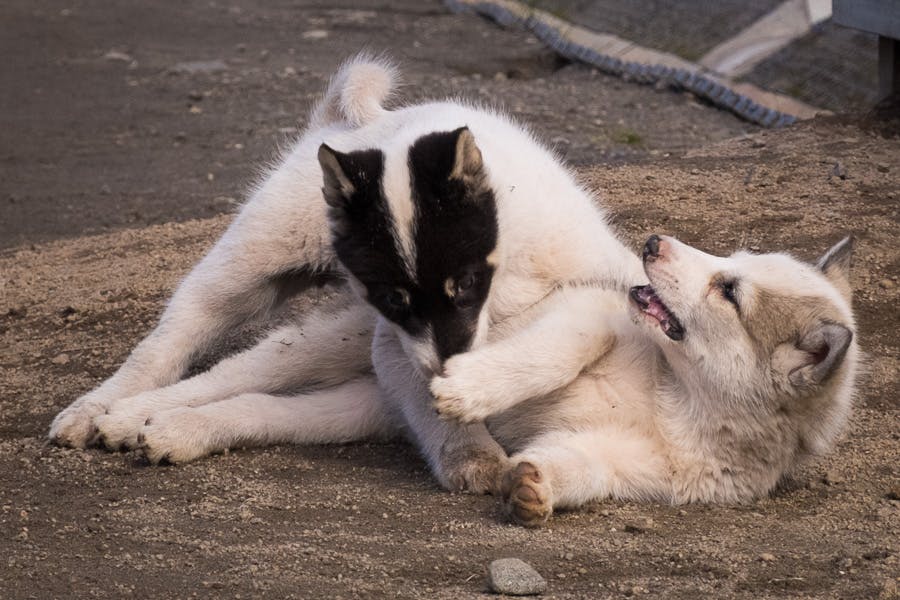 Greenlandic Sled Dog puppies playing in Kulusuk, East Greenland